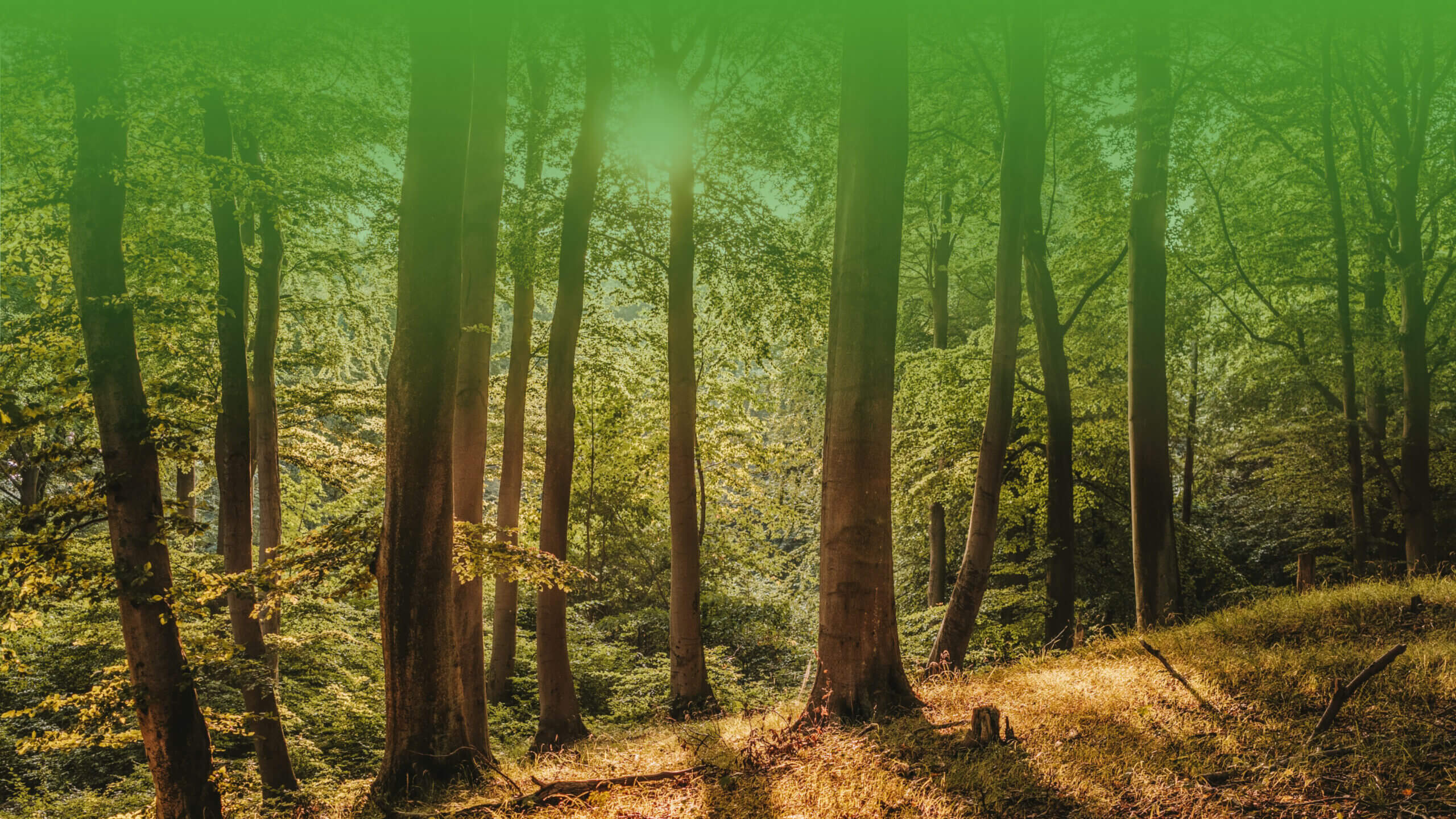 close up of trees in forest