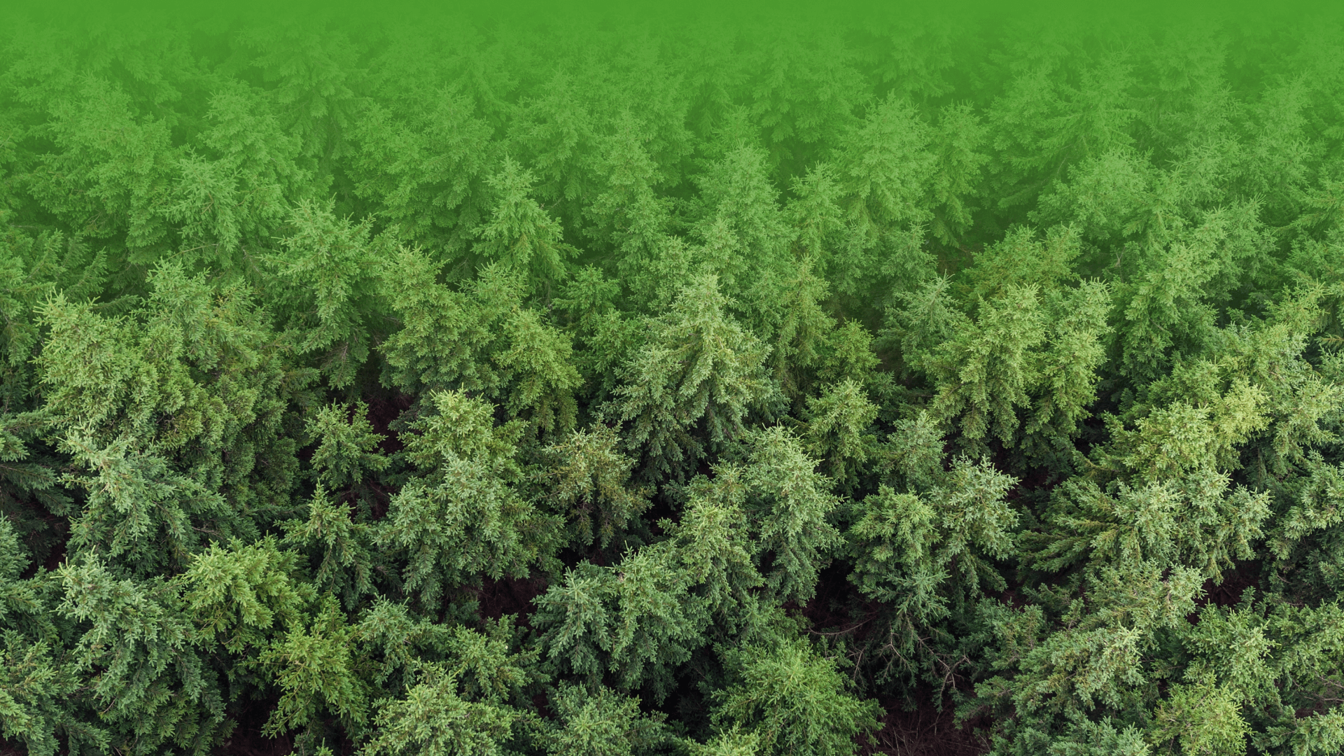 Birds eye of forest trees