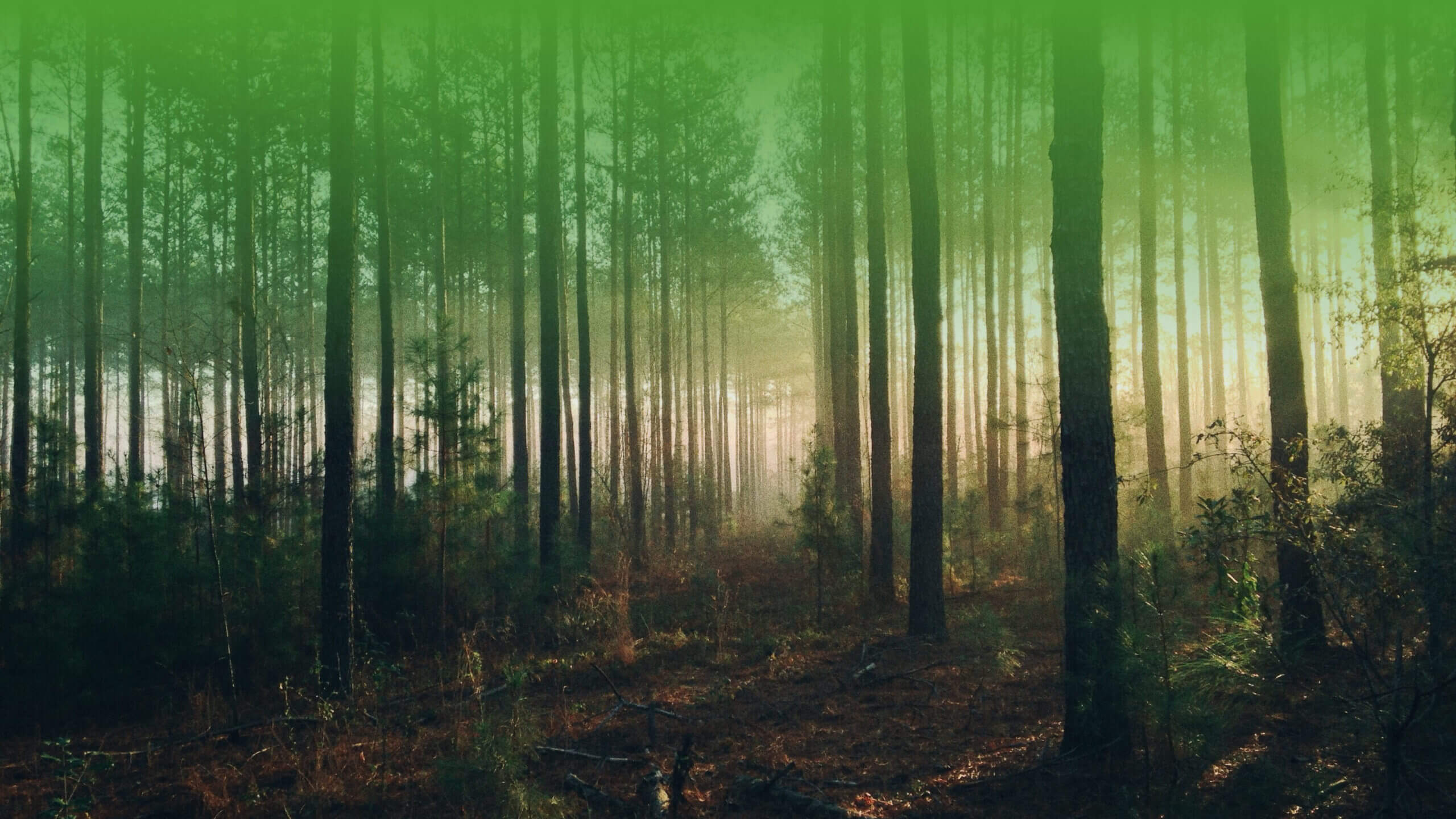 Une forêt baignée par le soleil passant à travers les arbres