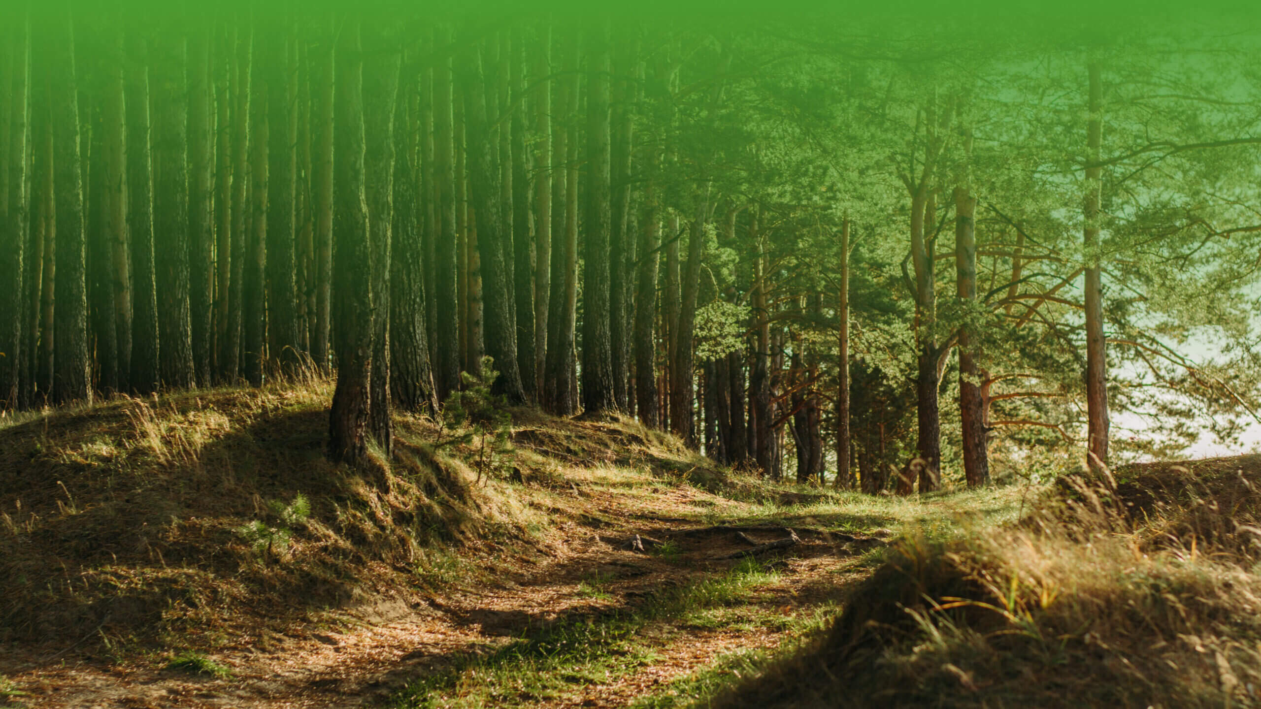 trail in forest