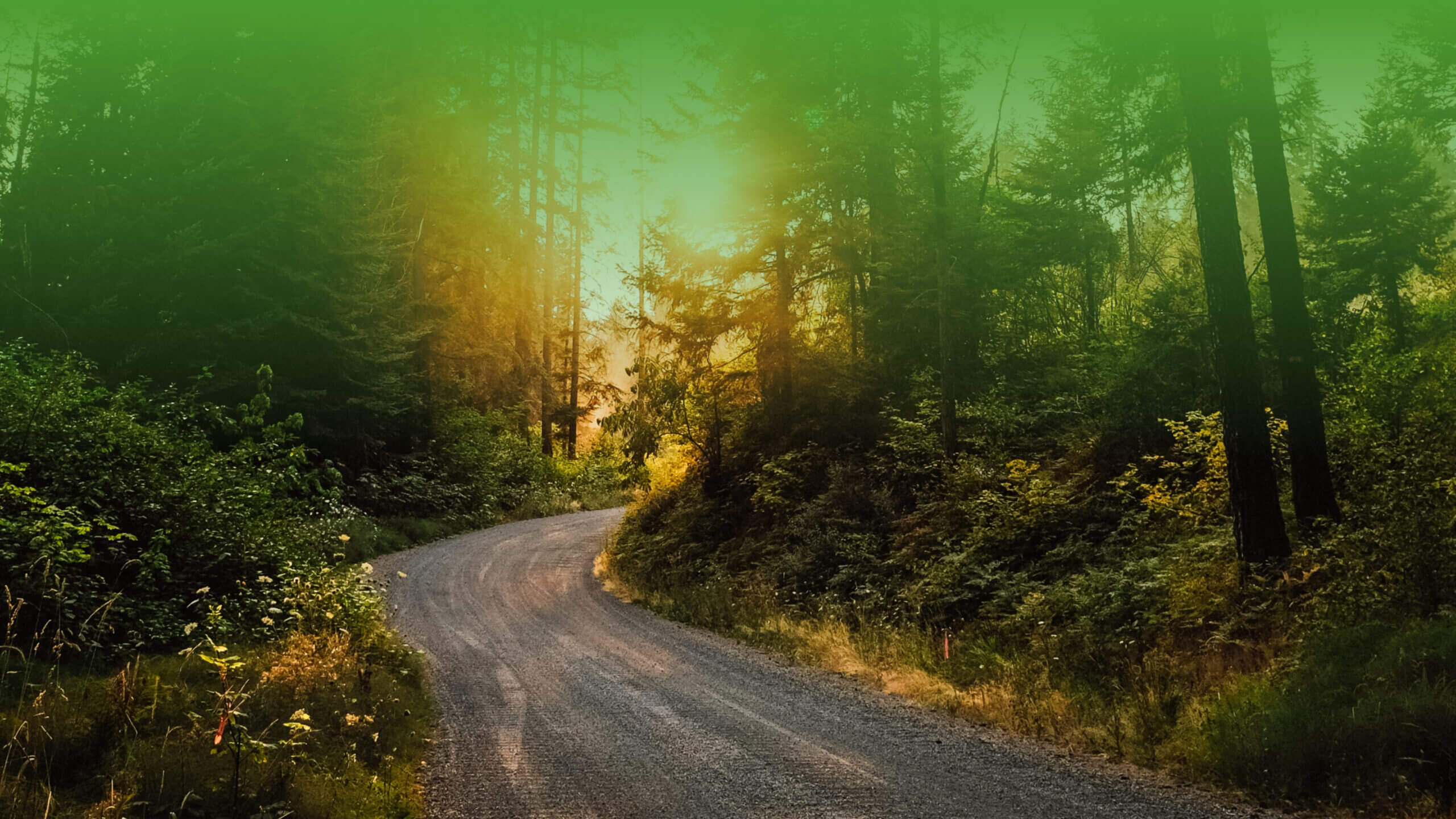 close up of road in forest