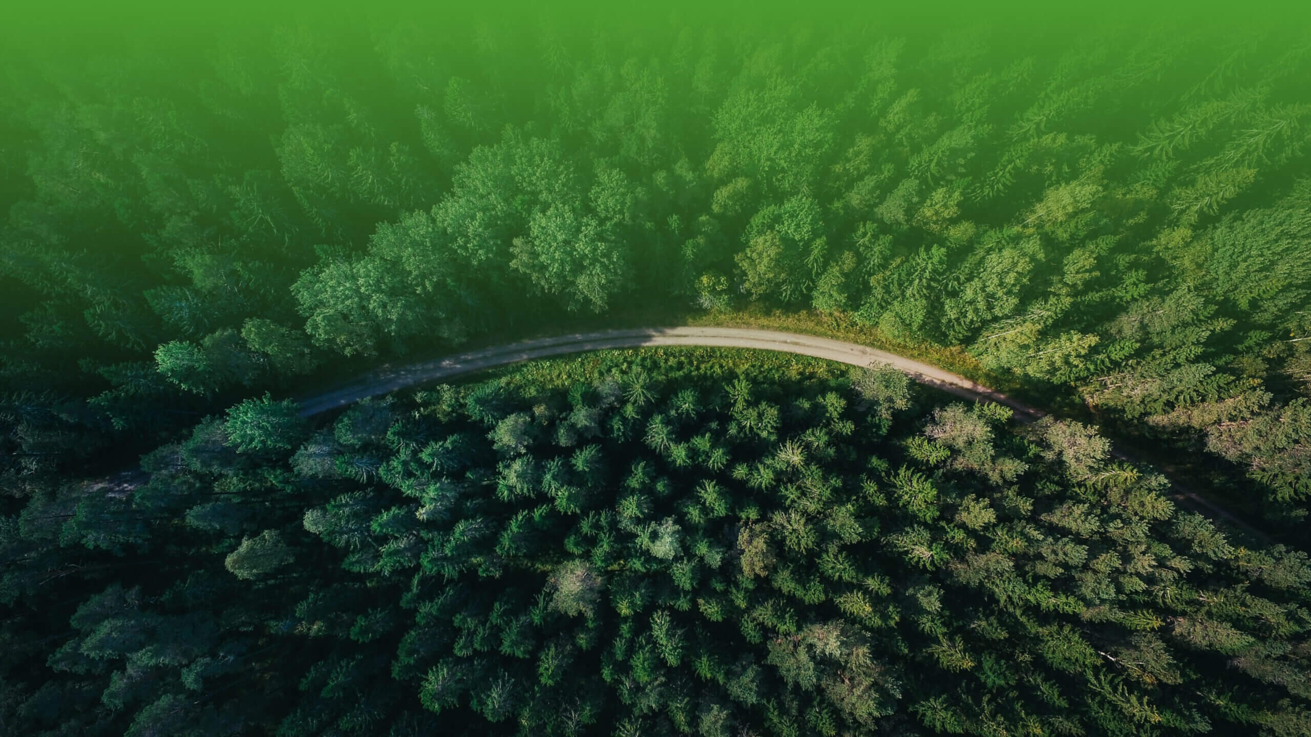 birds eye view of road in forest